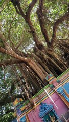 நல்லிரவு 12 மணிக்கு தான் கோவில் திறக்கப்படும்😳!! மரத்தை சுற்றி கட்டப்பட்ட கோவில்💥!! | Parakalakottai