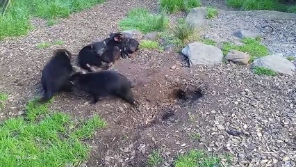 15 Unusual Species Only Found on Islands