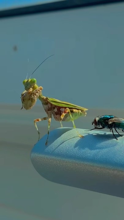 Mantis and fly