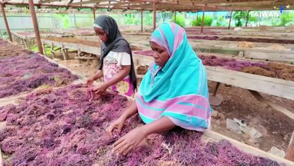 Climate Change Prompts Shift to Seaweed Farming in Kenya