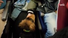 Pies wchodzi na pokład samolotu i natychmiast podbija serca pasażerów (video)