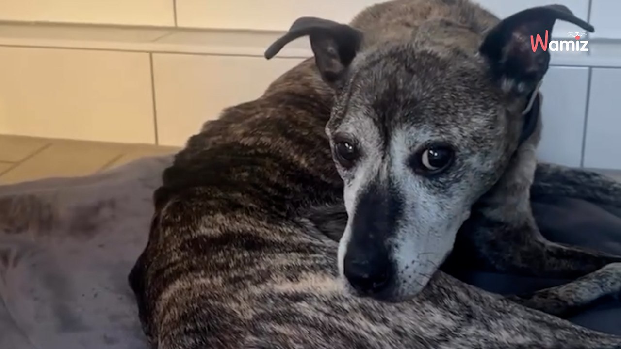 „Zum Sterben im Stich gelassen': Tierschützer aus NRW fassungslos - und es kommt noch schlimmer