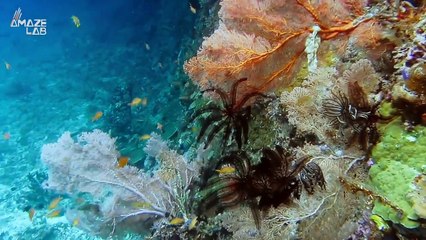 Dolphins Around the Gulf of Mexico Testing Positive for Fentanyl