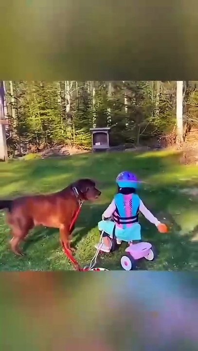 Funny Dogs And Cats Videos 2025 - video