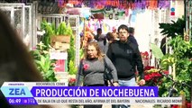 La siembra, cultivo y venta de la flor de Nochebuena en Xochimilco, CDMX