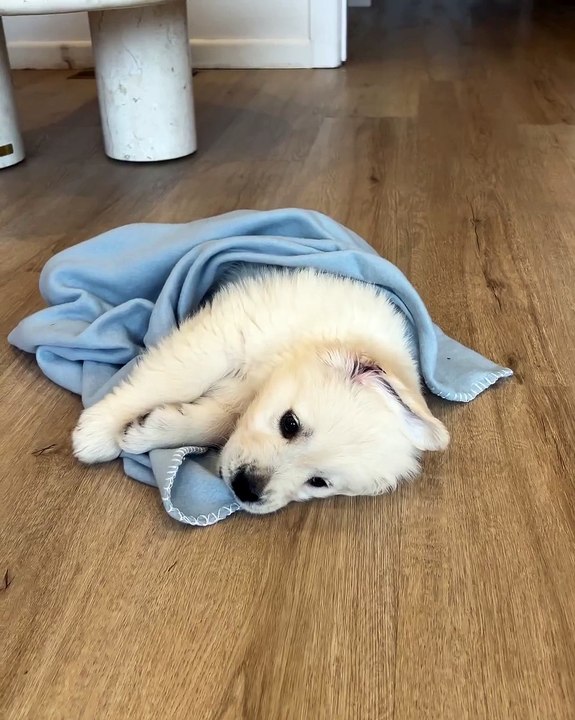 🐾 Welcome to the purr-fect world of **cats**! In this cat-tastic video, we