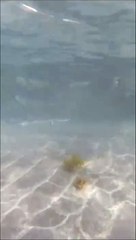 La ‘guardería’ de tiburones vuelve a El Médano por Navidad