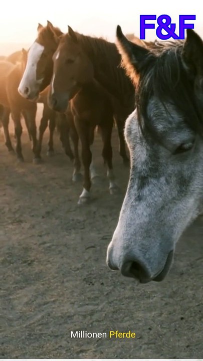 Pferde der Wehrmacht im zweiten Weltkrieg.