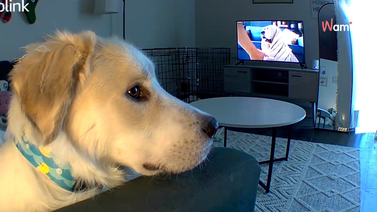 Video. Lascia il suo Golden Retriever a casa da solo: il suo comportamento fa ridere 1 milione di persone