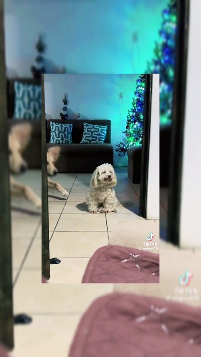 Por qué lo trajiste? 🤣🤣🤣
