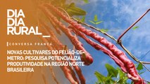 Novas cultivares do feijão-de-metro: pesquisa potencializa produtividade na região norte brasileira