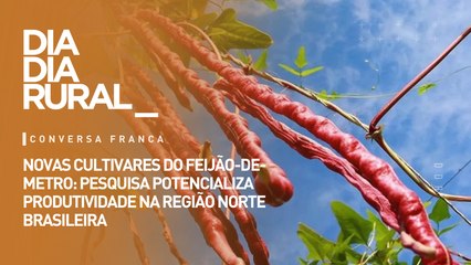 Novas cultivares do feijão-de-metro: pesquisa potencializa produtividade na região norte brasileira