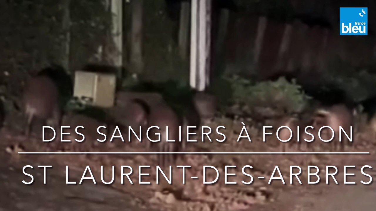 Des Sangliers