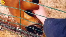 The Untold Truth Of Fox Fur Farming_ A $750 Million Global Market - Farming Docu
