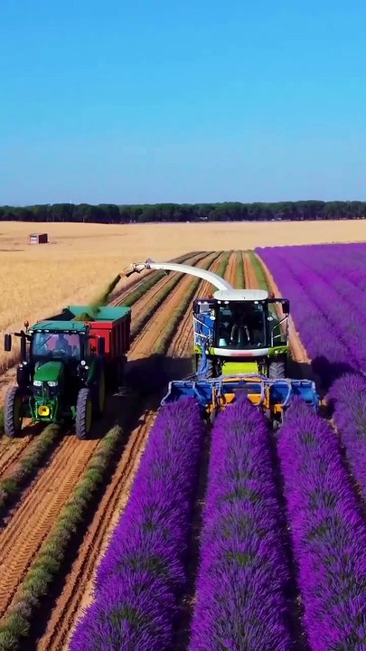 4kLavender harvesting