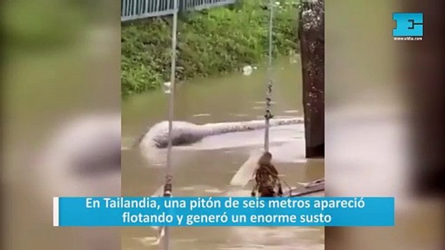 En Tailandia, una pitón de seis metros apareció flotando y generó un enorme susto