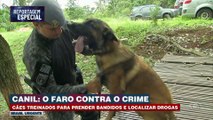 Canil: cães treinados para prender bandidos e localizar drogas