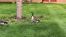 Guest Visitors in Front Yard | Lovely | beautiful Guests