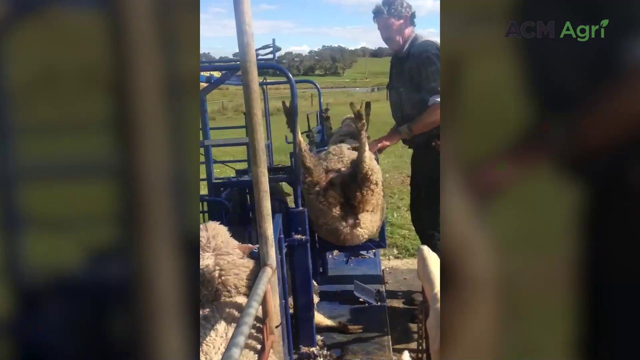 Draffen Sheep Handler invention still selling 30 years from conception