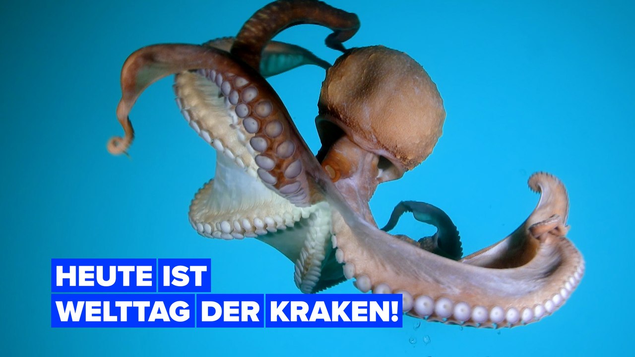 Heute ist der welttag der kraken!