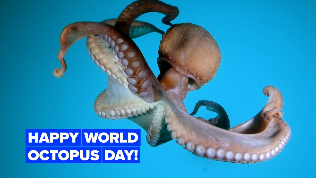 It's World Octopus Day!