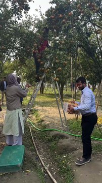 ,,,,,,,,Collecting fruit from the trees,,,,,,