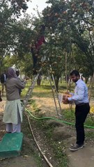 ,,,,,,,,Collecting fruit from the trees,,,,,,