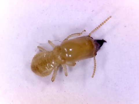 Termitas | Burkle Exterminadores