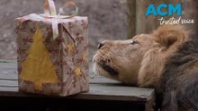 London Zoo animals roar into the Christmas spirit