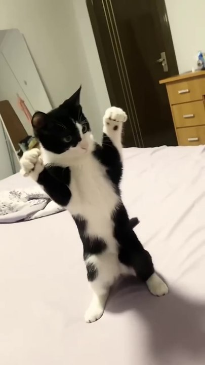 Funny Cat & Cute Kittens170😻 #shorts #kucing #kucinglucu #funny #pet #cat #foryou #viral #viralvideo