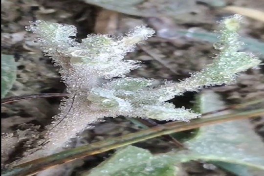 Rajasthan Weather : प्रदेश में मौसम ​का मिजाज ठंडा, राजधानी में गलन बढ़ी, दौसा में बर्फ की बूंदें जमी