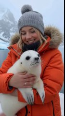 Met a very cute baby seal #cuteanimal #arcticanimal #seal