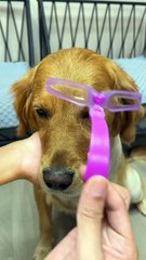 I bought a new eyebrow thrush artifact, give it a try to my dog