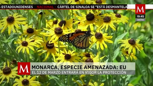 ¡Es oficial! La mariposa monarca es una especie amenazada, así lo declaro Estados Unidos