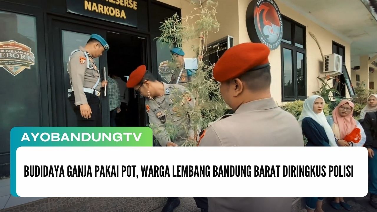 Budidaya Ganja Pakai Pot, Warga Lembang Bandung Barat Diringkus Polisi