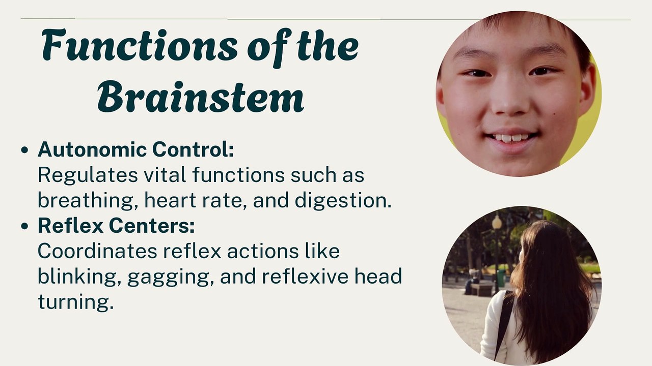 The Brainstem: Anatomy, Functions, and Clinical Significance | Novice Medic