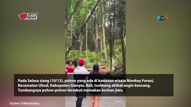 Pohon Tumbang di Monkey Forest Ubud Memakan Korban Jiwa, 2 Turis Asing Meninggal