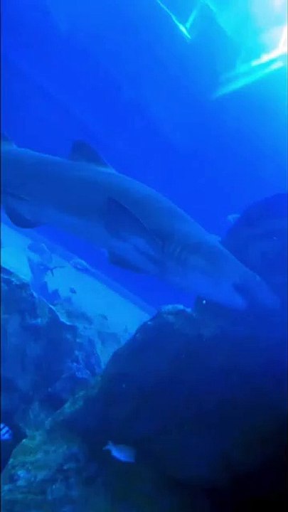 Samandar Ke Andar Ka view _shorts _shortsvideo _ytshort(360P)