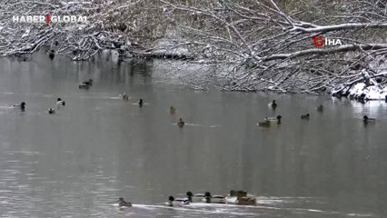 Kars'ta şaşırtan görüntü: Yüzlercesi akın etti, bir arada görüntülendi!