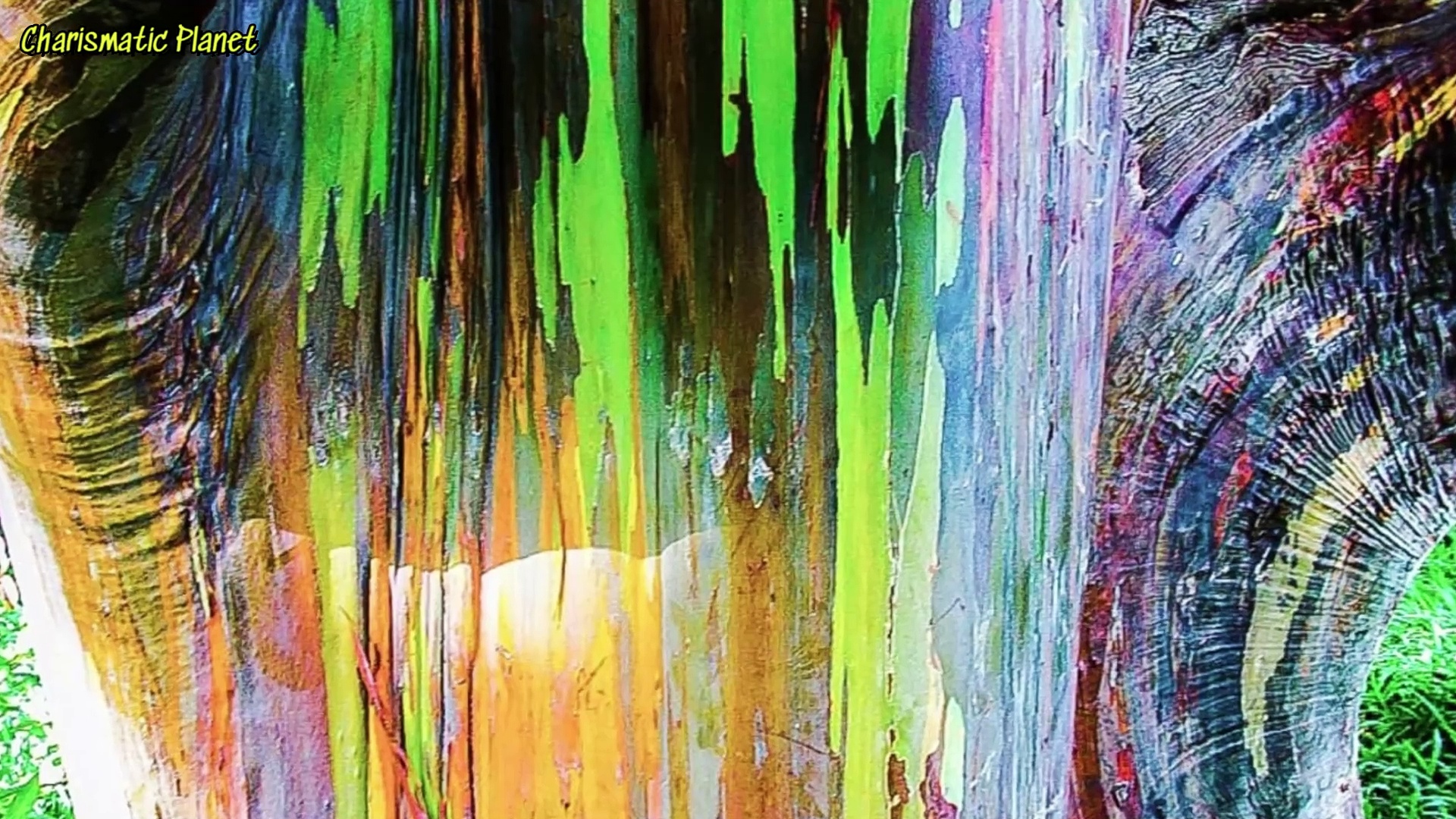 Rain eucalyptus tree: Most colorful tree in the world