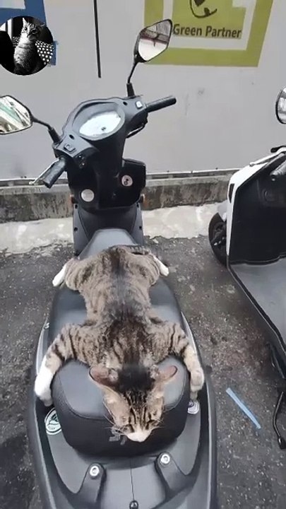 Parking Attendant Cat
