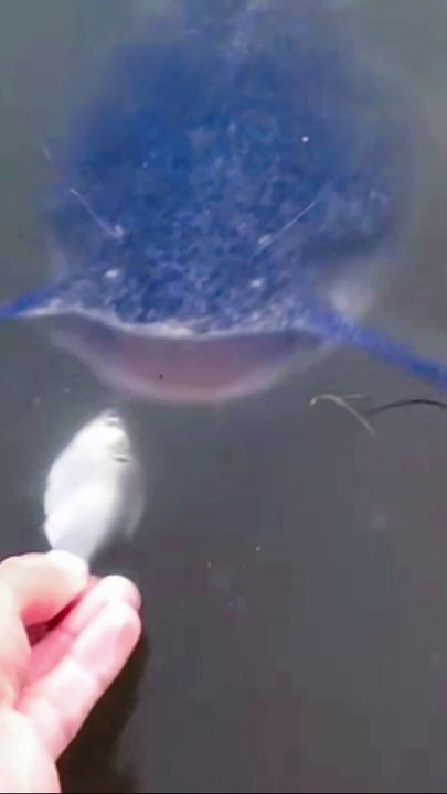 Petualangan Mancing Bersama Teman Strike Ikan Nila Jumbo Babon di spot baru mancing