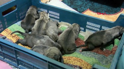 Sancaktepe’de ağzı bağlı poşette 4’ü ölü 11 yavru köpek bulundu