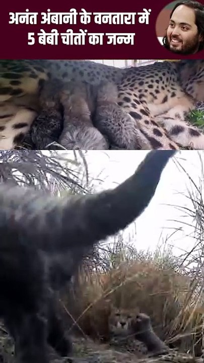 चिता संरक्षण के प्रयासों को अनंत अंबानी का तोहफा #Jamnagar #Vantara #Cheetahcub  #anantambani