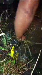 Catching a Giant Eel The Ultimate Fishing Challenge