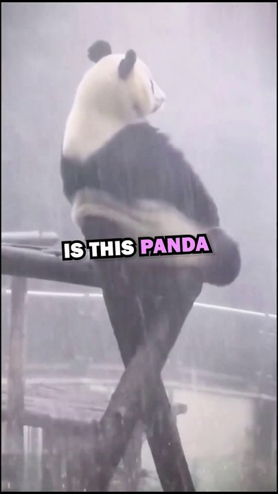 SAD PANDA! #animals #pets #animalstories #animalrescue #cute #cuteanimals #natureglobal
