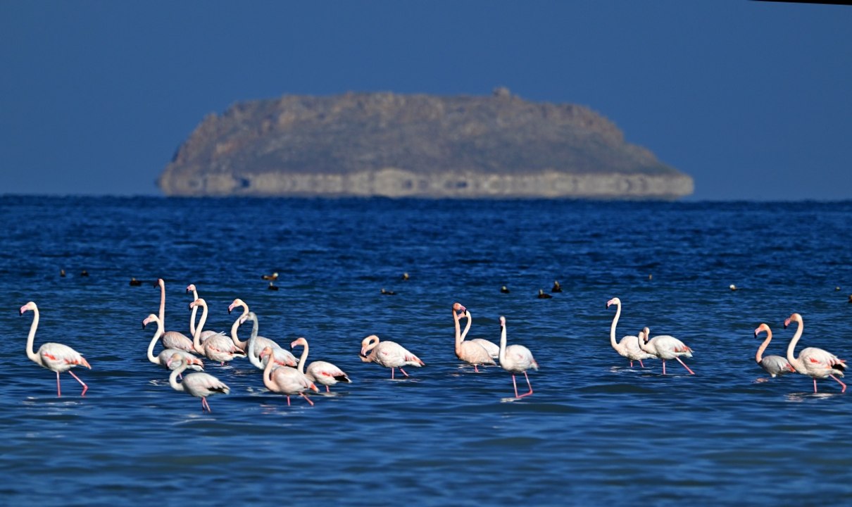 Van Gölü kıyılarında flamingoların renk şöleni
