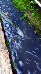 Surprising Big Catch: Fishing in a Tiny Stream Right Next to My House!