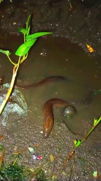 Night Fishing Adventure: Hunting Eels and Catching a Giant!