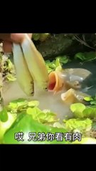 Fun Cooking Fish 🐟 6 #FishFun #AmazingFish #AmazingVideo
